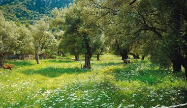 Τραγικό τέλος για 85χρονο στο Ηράκλειο: Πέθανε κατά τη διάρκεια εργασιών σε ελαιώνα – Τον βρήκε νεκρό ο γιος του