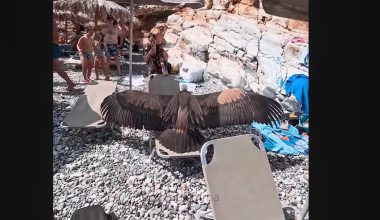 Γύπας προσγειώθηκε σε παραλία των Σφακίων και τρόμαξε τους λουόμενους (βίντεο)