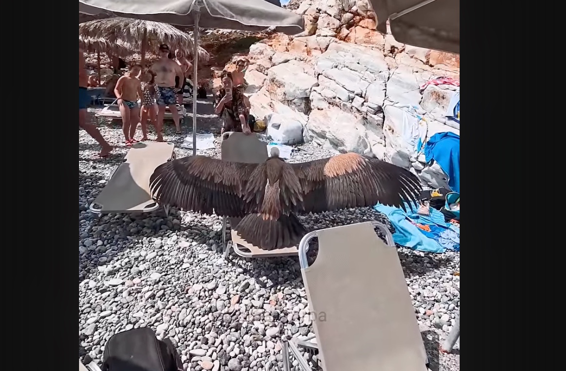 Γύπας προσγειώθηκε σε παραλία των Σφακίων και τρόμαξε τους λουόμενους (βίντεο)