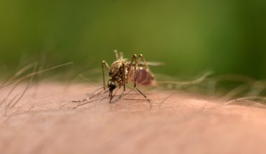 Ιός του Δυτικού Νείλου: Τα συμπτώματα που δεν πρέπει να αγνοήσετε – Πότε χρειάζεται άμεσα γιατρός