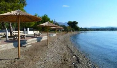 Χιλιάδες πόδια από κοτόπουλα και γαλοπούλες ξεβράστηκαν σε παραλία της Εύβοιας (φώτο)