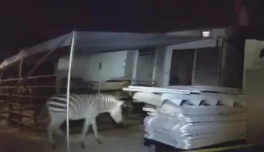 Αστυνομικοί στη Νέα Υόρκη «τα’χασαν» όταν είδαν ζέβρες να περιφέρονται σε δρόμο της πόλης (βίντεο)