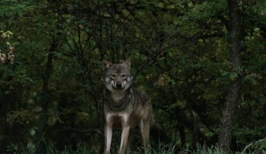 Βίντεο: Η στιγμή που δύο γυναίκες και ένα παιδί δέχονται άγρια επίθεση από λύκο στην Ιταλία