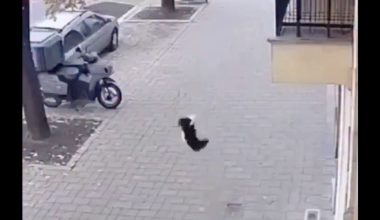 Γάτα «σώζει» μωρό από πτώση – Το βίντεο που έχει δημιουργηθεί με AI