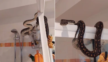 Πύθωνας μπήκε από το ταβάνι και προκάλεσε ζημιές σε μπάνιο στην Αυστραλία (βίντεο)