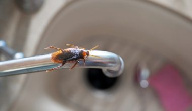 Κατσαρίδες στο σπίτι: Από πού μπαίνουν ακόμα κι αν τα έχετε όλα κλειστά