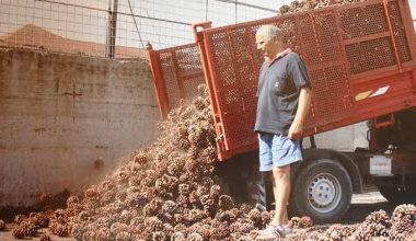 Το έντομο που αφάνισε τα ιταλικά κουκουνάρια και έκλεισε επιχείρηση 80 ετών