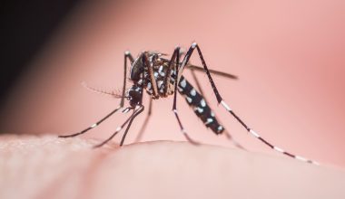«Έρχεται» rapid test που με μία σταγόνα αίματος θα ανιχνεύει 4 ιούς από κουνούπια