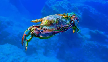 Τα μπλε καβούρια κατακλύζουν την Αδριατική και η Ιταλία ρίχνει στη μάχη 130.000 χταπόδια