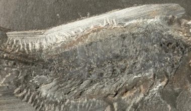 Απολίθωμα 324 εκατομμυρίων ετών αποκαλύπτει έντομο με 24 πόδια (φώτο)