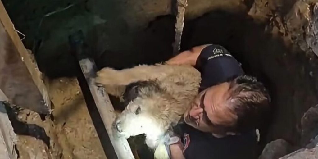 Διασώστες στη Θεσσαλονίκη έσωσαν σκύλο 17 ετών που έπεσε μέσα σε τρύπα σε κεντρικό δρόμο (βίντεο)