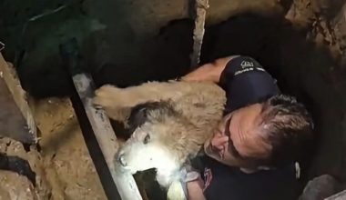 Διασώστες στη Θεσσαλονίκη έσωσαν σκύλο 17 ετών που έπεσε μέσα σε τρύπα σε κεντρικό δρόμο (βίντεο)