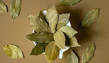 Φύλλο δάφνης μέσα στο πορτοφόλι: Η παλιά συνήθεια που λένε ότι φέρνει χρήματα και καλοτυχία