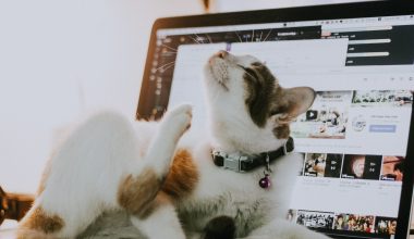 Ο λόγος που οι γάτες κάθονται πάνω στο laptop όταν δουλεύουμε – Η εξήγηση πίσω από την περίεργη συνήθεια