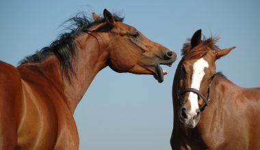 Γιατί τα άλογα μπορούν να κοιμούνται όρθια χωρίς να πέφτουν