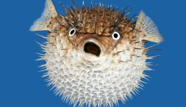 Pufferfish: Το ψάρι που μπορεί να φουσκώσει το σώμα του για να προστατευτεί