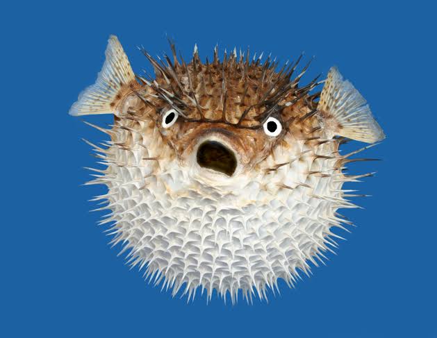Pufferfish: Το ψάρι που μπορεί να φουσκώσει το σώμα του για να προστατευτεί