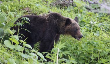Η Ιαπωνία επιστρατεύει ρομπότ-λύκο για να διώξει τις αρκούδες από τις πόλεις