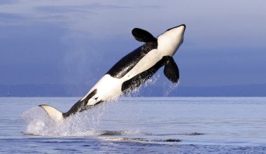 Βίντεο: H στιγμή που όρκα κτυπά με την ουρά της έγκυο σαλάχι και τα μικρά του «εκτοξεύονται» πάνω από το νερό!