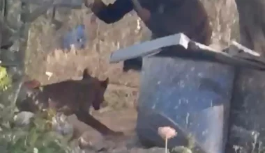 Αγριότητα στην Δυτική Όχθη: Ισραηλινός έποικος χτυπά με ρόπαλο δεμένο σκυλί γιατί ανήκει σε Παλαιστίνιο! (βίντεο)