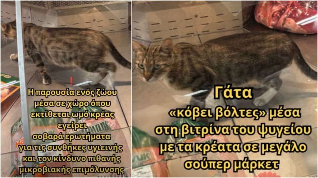 Γάτα περπατούσε αμέριμνη μέσα στη βιτρίνα κρεάτων σε κατάστημα Happy Center στην Κωνσταντινούπολη! (βίντεο)