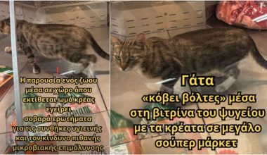Γάτα περπατούσε αμέριμνη μέσα στη βιτρίνα κρεάτων σε κατάστημα Happy Center στην Κωνσταντινούπολη! (βίντεο)