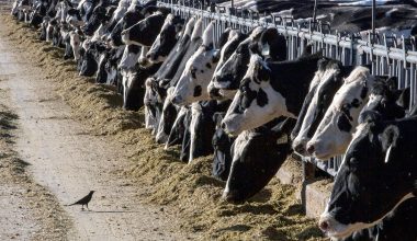 Η κυβέρνηση βάζει τον Στρατό απέναντι στους κτηνοτρόφους της Λέσβου και φέρνει διχασμό!