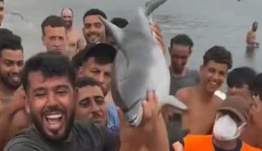 Βίντεο από τη Θέουτα δείχνει θανάτωση μικρού δελφινιού στην παραλία από μουσουλμάνους παράνομους μετανάστες
