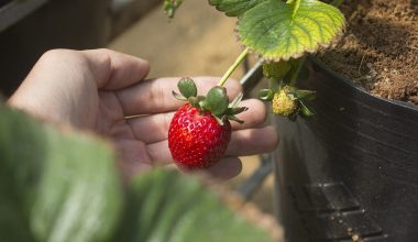 Μην βγάζετε τα φυλλαράκια από τις φράουλες όταν θα τις φάτε – Αποφύγετε το λάθος που κάνουν οι περισσότεροι
