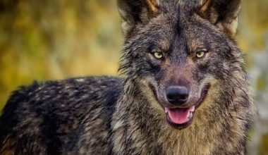Γιατί οι λύκοι ουρλιάζουν και πόσο μακριά μπορεί να φτάσει το μήνυμά τους;