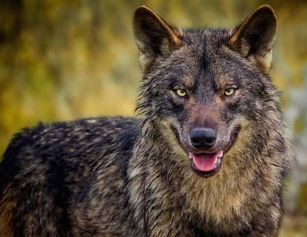 Γιατί οι λύκοι ουρλιάζουν και πόσο μακριά μπορεί να φτάσει το μήνυμά τους;