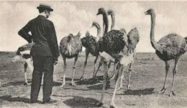 Όταν η Αυστραλία κήρυξε «πόλεμο» στα εμού – Και τα πουλιά… κέρδισαν