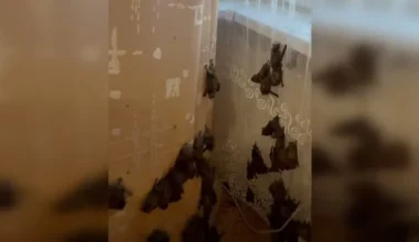 Κίεβο: Γυναίκα επέστρεψε σπίτι και βρήκε 381 νυχτερίδες να έχουν «μετακομίσει» στο διαμέρισμά της! (βίντεο)