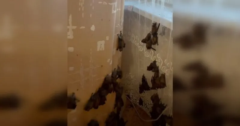 Κίεβο: Γυναίκα επέστρεψε σπίτι και βρήκε 381 νυχτερίδες να έχουν «μετακομίσει» στο διαμέρισμά της! (βίντεο)