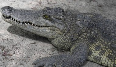 Φρικτό τέλος για φροντιστή σε ζωολογικό πάρκο: Κροκόδειλος του επιτέθηκε και του έκανε την «περιστροφή θανάτου»!