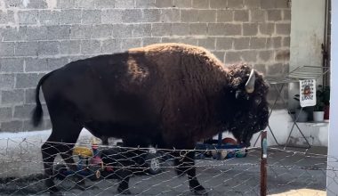 Αναστάτωση σε χωριό των Τρικάλων με μεγαλόσωμο βίσονα που κάνει βόλτες σε αυλή σπιτιού – Δείτε βίντεο