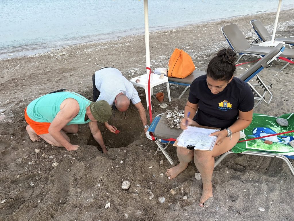 Ρόδος: 79 χελωνάκια Caretta caretta βγήκαν από φωλιά κάτω από ξαπλώστρα