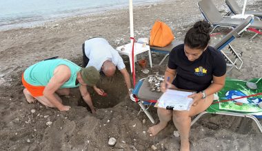 Ρόδος: 79 χελωνάκια Caretta caretta βγήκαν από φωλιά κάτω από ξαπλώστρα