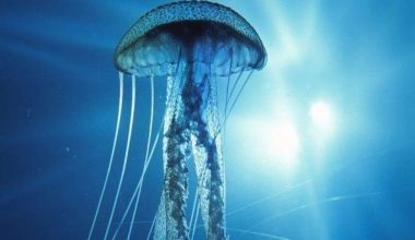 Ανησυχία στις ελληνικές θάλασσες για την εξάπλωση της «ανάποδης μέδουσας»: Πού καταγράφηκε η μεγαλύτερη συγκέντρωση