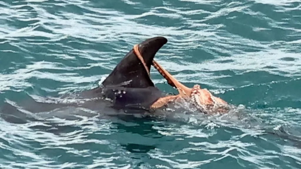 Σπάνιες εικόνες κατέγραψε εθελοντής στη Βρετανία: Xταπόδι βρέθηκε γαντζωμένο στο πτερύγιο δελφινιού (βίντεο)
