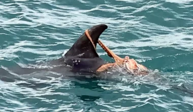 Σπάνιες εικόνες κατέγραψε εθελοντής στη Βρετανία: Xταπόδι βρέθηκε γαντζωμένο στο πτερύγιο δελφινιού (βίντεο)