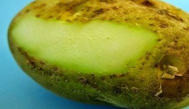 Γιατί η πατάτα γίνεται πράσινη και πότε δεν πρέπει να την τρώμε;