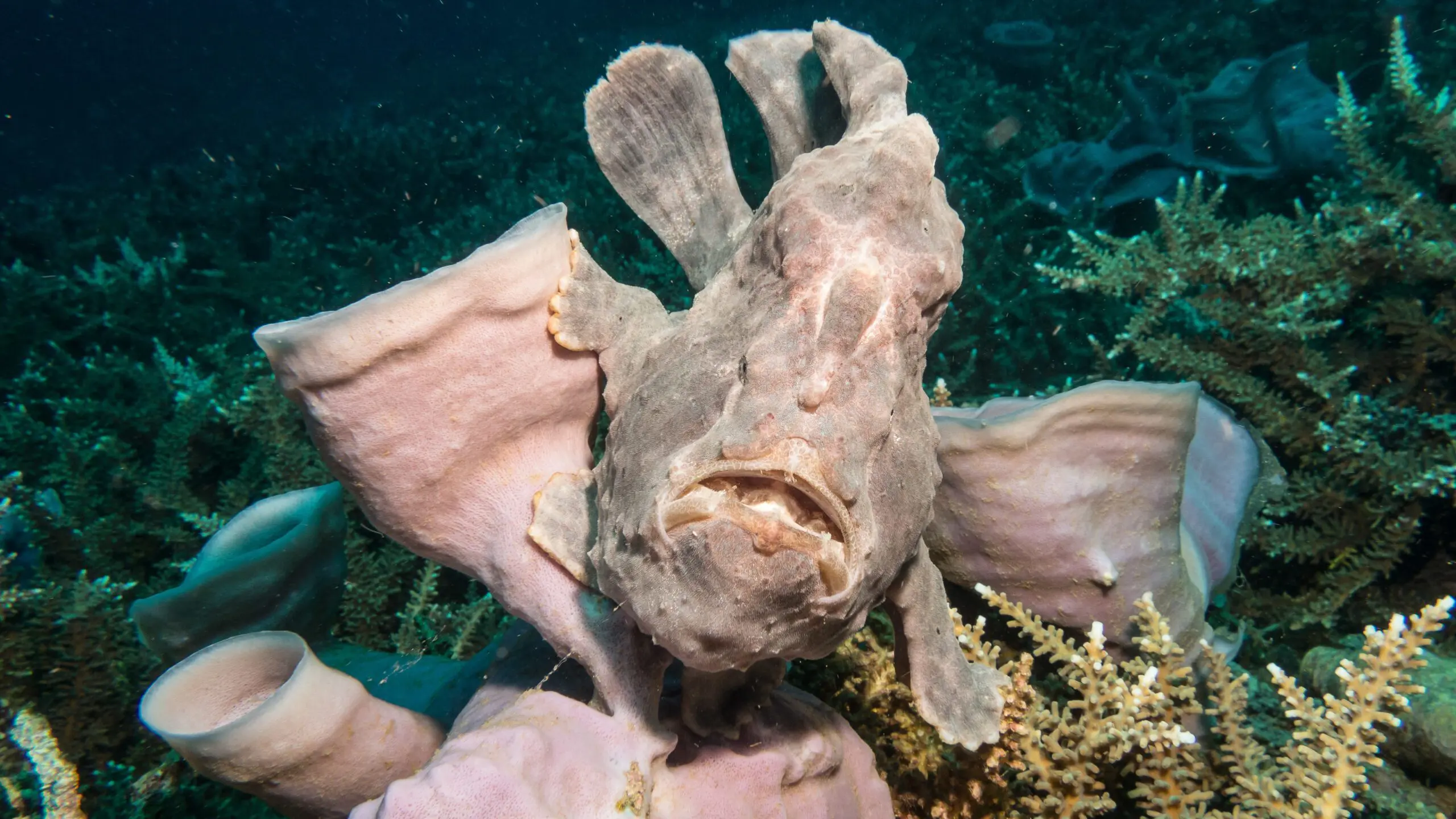 Frogfish: Το ψάρι που μοιάζει με βράχο και κρύβεται μπροστά στα μάτια των θηρευτών