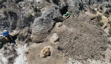 Βρήκαν τα ίχνη ενός T. rex 66,5 εκατ. χρόνια μετά – Πώς περπατούσε ο «βασιλιάς» των δεινοσαύρων (βίντεο)
