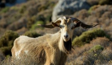 Σκύρος: Στο νοσοκομείο 77χρονος που δέχθηκε επίθεση από δύο τράγους – Προσπάθησε να τους διώξει από την αυλή του