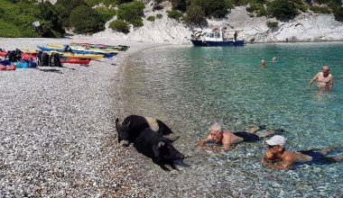 Άτοκος: Το «Νησί των Χοίρων» στο Ιόνιο που εντυπωσιάζει τουρίστες από όλο τον κόσμο (βίντεο)