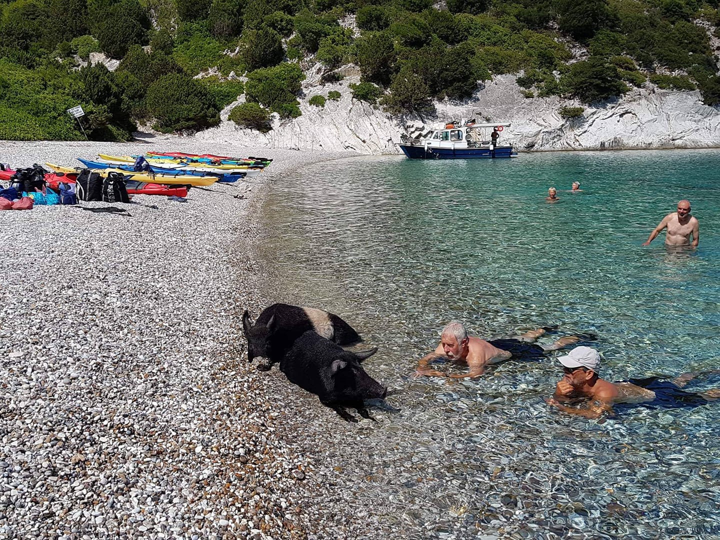 Άτοκος: Το «Νησί των Χοίρων» στο Ιόνιο που εντυπωσιάζει τουρίστες από όλο τον κόσμο (βίντεο)