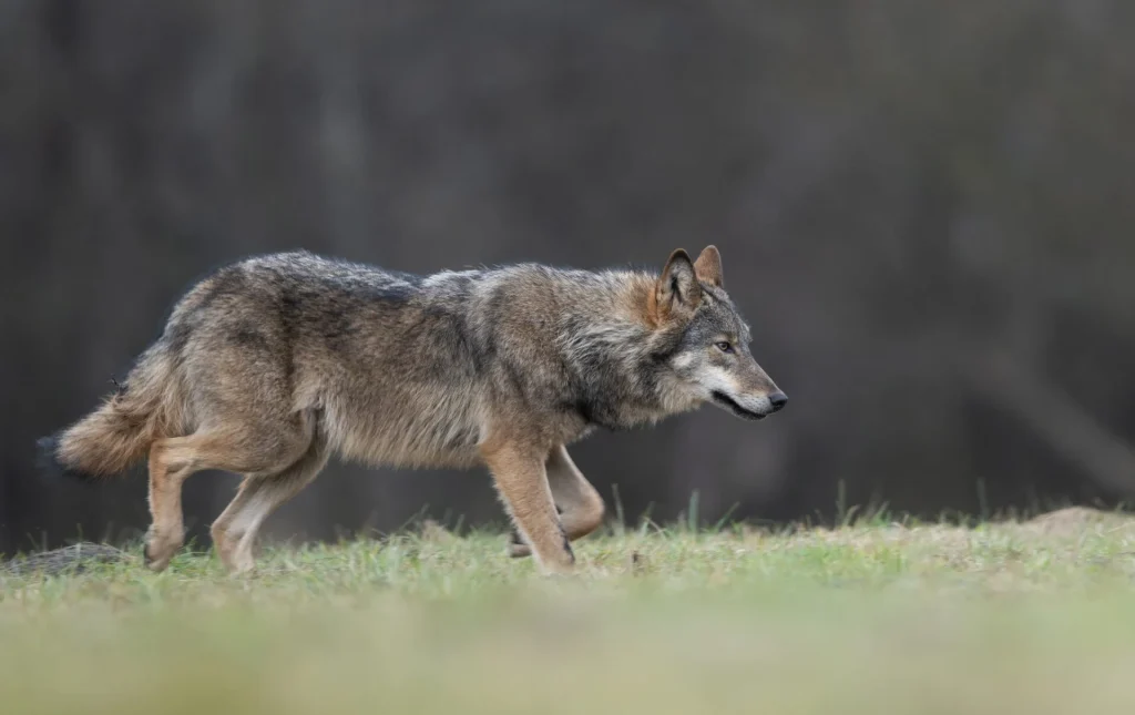 Φυλή: Λύκος «έκανε βόλτες» σε παιδική χαρά – Δείτε βίντεο