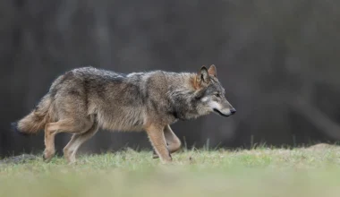 Ανησυχία στην Φυλή: Λύκος «έκανε βόλτες» σε παιδική χαρά – Δείτε βίντεο