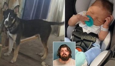 Φρίκη στις ΗΠΑ: Νεκρός βρέφος 7 ημερών μετά από άγρια επίθεση σκύλου – Το δάγκωσε 180 φορές! (φώτο)